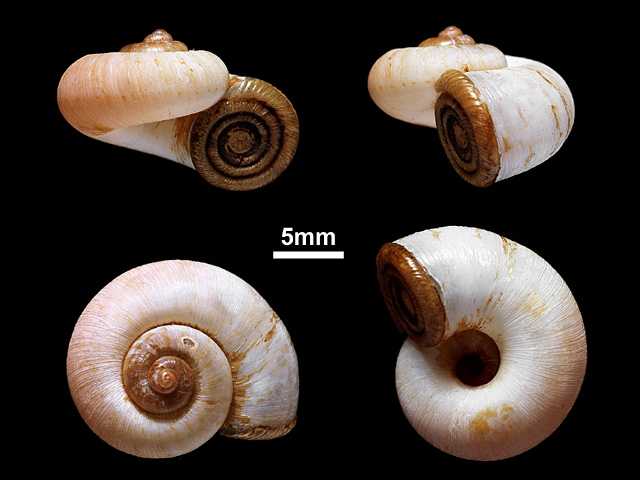 image of Aulopoma sphaeroideum (a)